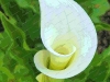 arum-liliy