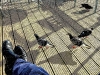 birds-eye-view-bournemouth