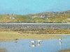 black-headed-gulls-across-seilebost-estuary-harris_1