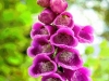 brilley-foxglove-reworked-2016-near-hay-on-wye_1
