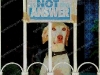 dogs-of-war