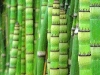 green-canes