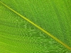 green-leaf-kl-malaysia