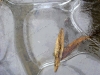 ice-ash-seeds-6458