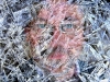 ice-self-portrait