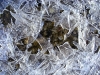 ice-visual-ice-5983