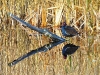 moorhen-wicken-fen-cambridgeshire_2