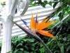 ni-bird-of-paradise-flower-belfast
