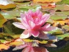 pink-water-lily-compton-acres-dorset