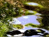 reflections-in-water-1
