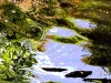 reflections-in-water-2