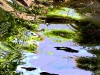 reflections-in-water-3