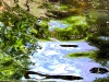 reflections-in-water-4