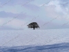 snow-tree-on-hill