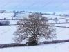 snow-with-tree-on-hh-illustrated