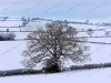 snow-with-tree-on-hh