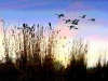 sunset-reflection-on-stour-with-swans-card_1