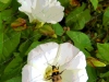 the-bee-the-bindweed