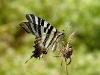 zebra-swallowtail-butterfly-begur-spain_2
