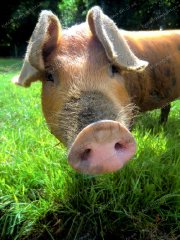 misc-the-plum-pudding-pig