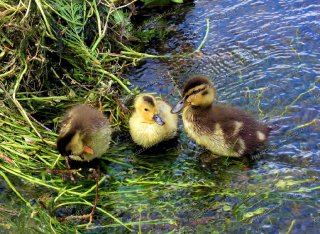 misc-ducklings-on-stour