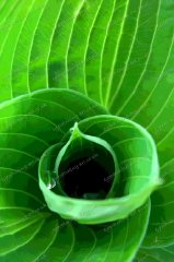 misc-green-hosta