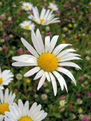 misc-oxeye-daisies