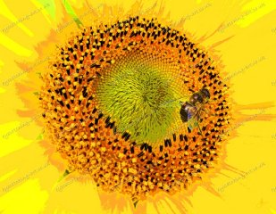 misc-sunflower-and-drone-fly