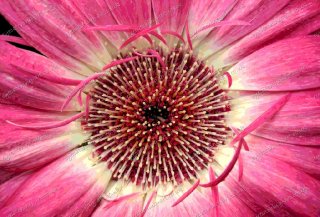 misc-gerbera-pink