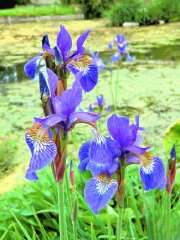misc-springhead-irises