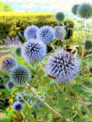 bees-on-aliums-shaftesbury