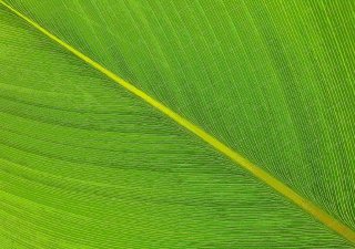 green-leaf-kl-malaysia