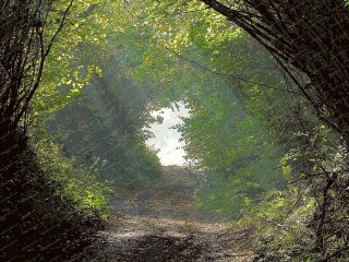 misty-morning-church-lane-dorset