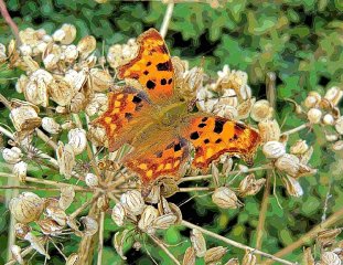 comma-in-autumn
