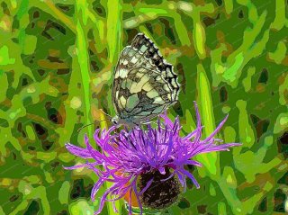 marbled-white-on-knapweed