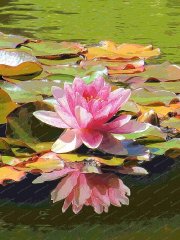 pink-water-lily-compton-acres-dorset