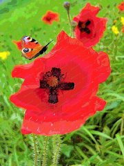 poppies-peacock-butterfly