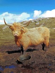 the-belle-of-breanish