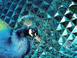 peacock-blue