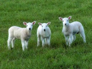 three-lambs-dorset_2