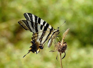 zebra-swallowtail-butterfly-begur-spain_2