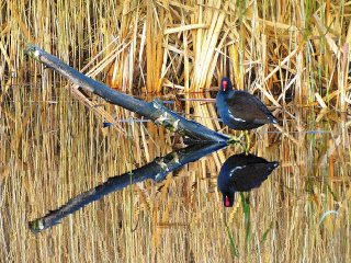 moorhen-wicken-fen-cambridgeshire_2