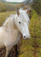pony-at-melrose-scottish-borders_2