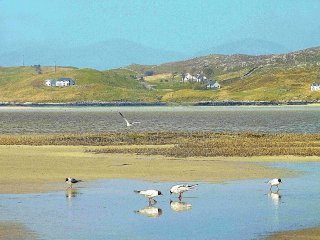 black-headed-gulls-across-seilebost-estuary-harris_1