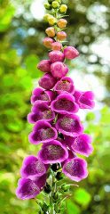 brilley-foxglove-reworked-2016-near-hay-on-wye_1