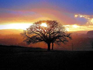 sunset-through-trees-church-lane-hartgrove-dorset_2