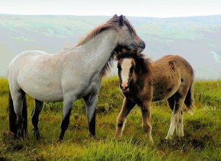 ponies-on-hay-bluff-reworked-2016_1