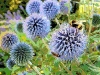 bees-on-aliums-shaftesbury