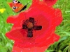 poppies-peacock-butterfly