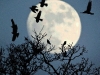 rookery-moon-hartgrove-dorset